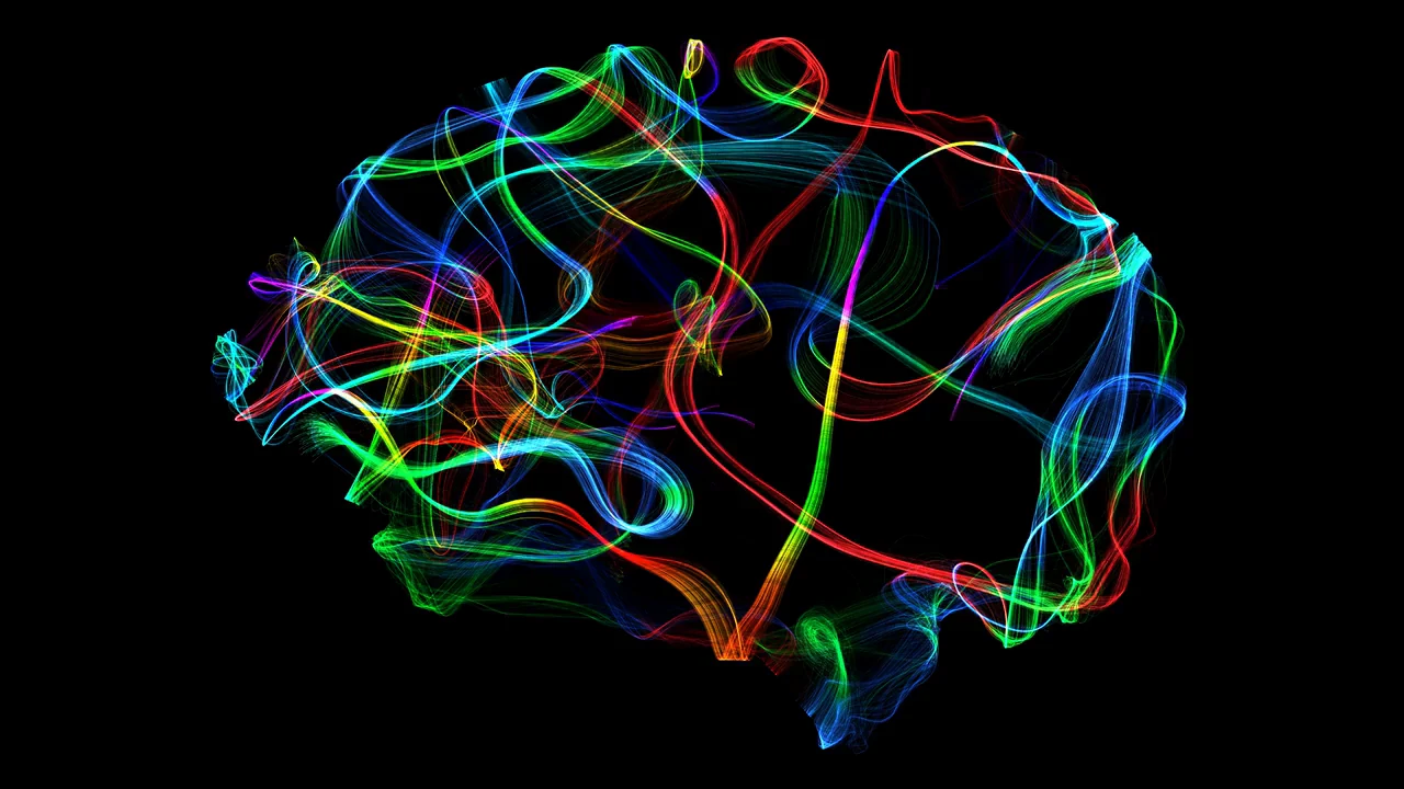 L’œuvre terminée : des lignes de couleur dessinent la forme d’un cerveau.